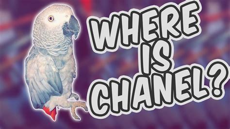 chanel lost parrot|chanel the parrot.